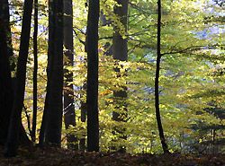 Waldfonds Baumsparen Geldanlage  