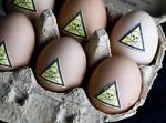 Eier Dioxin Essen Lebensmittel