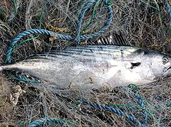 Fische �berfischung Verbraucher Geldsparen.de
