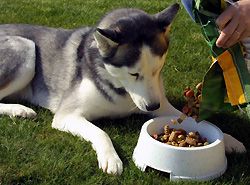 Haustier Futter Online Hund Katze Vogel