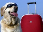 Reise Haustier Urlaub Katze Reiseland