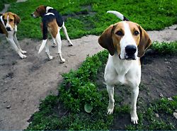 Hundehalter Haftpflichtversicherung Hunde