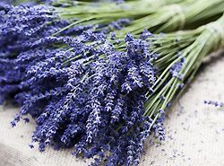 Lavendel Wohnen Deko Beauty 
