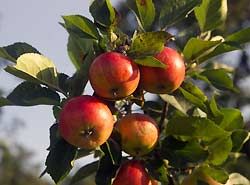 Obst Baum Apfel Ernte