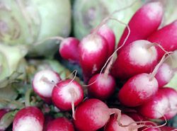 Garten Gem�se Erdbeeren Samen Nutzgarten