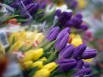 Str&auml;u&szlig;e Best of Bl&uuml;mchen Finanzportal Biallo.de