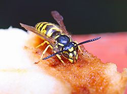 Gesundheit Wespen Sport 